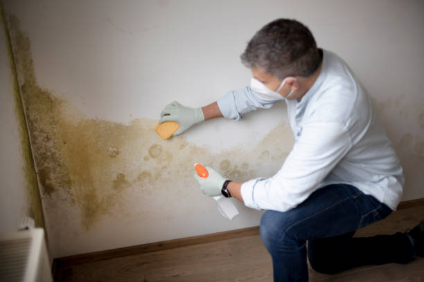 Best Real Estate Mold Inspection  in Franklinville, NC