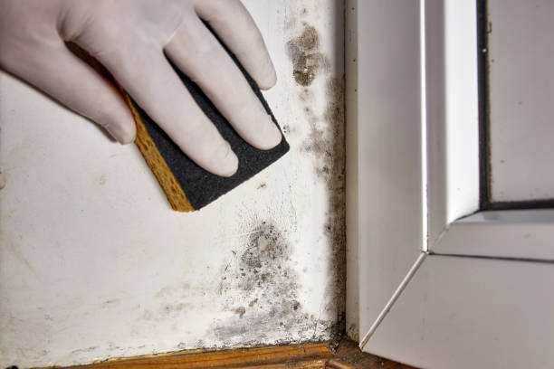 Best Mold Removal for HVAC Installations  in Franklinville, NC